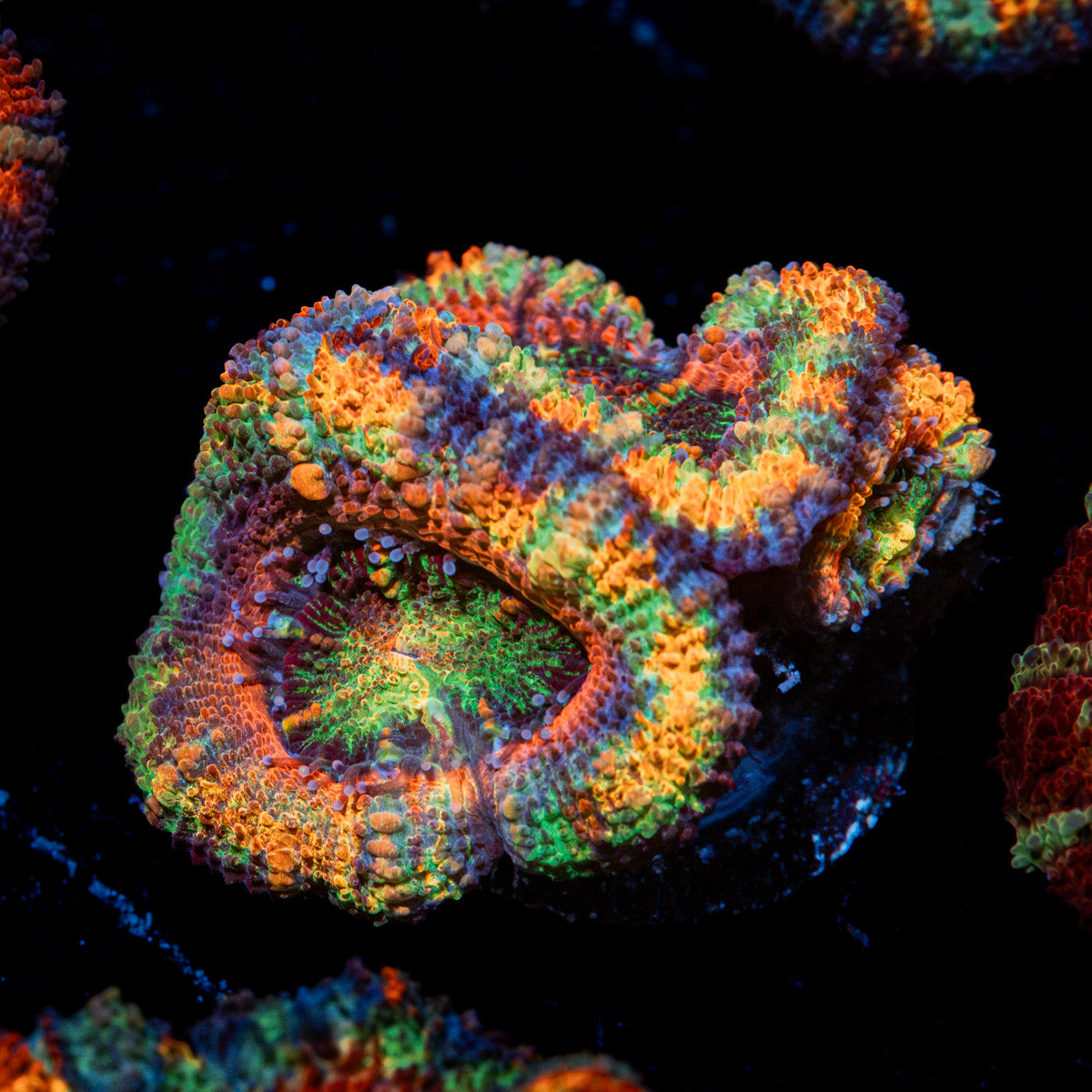 Lunar Eclipse Rainbow Acan Coral with fleshy polyps in reef aquarium