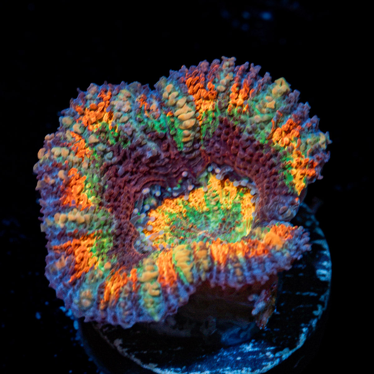 Lunar Eclipse Rainbow Acan Coral with fleshy polyps in reef aquarium
