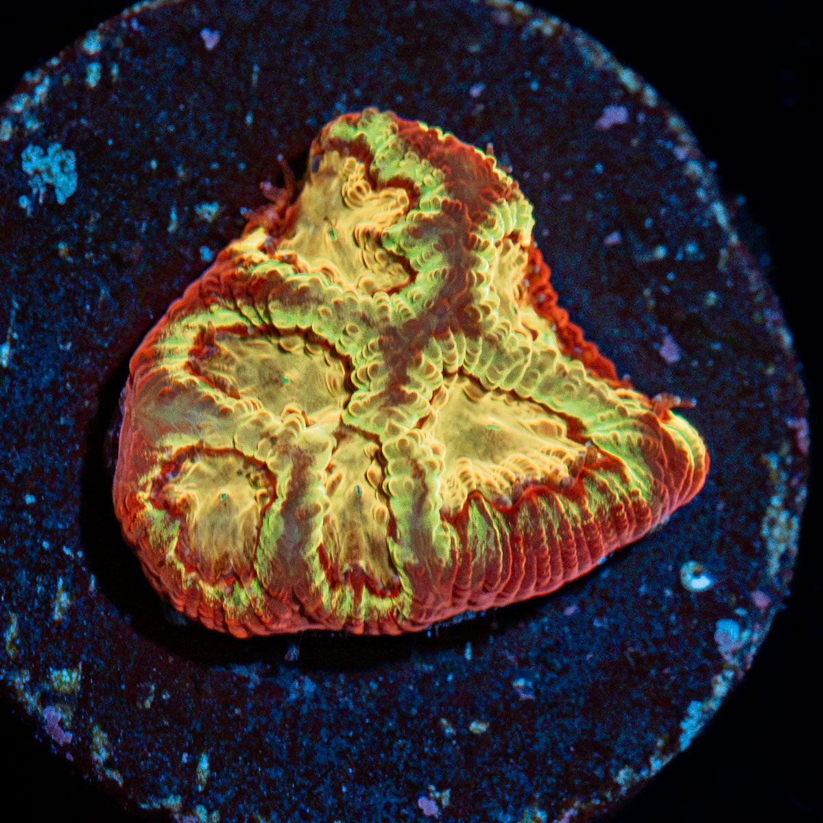 Scorpion King Favia Coral with encrusting growth in reef aquarium