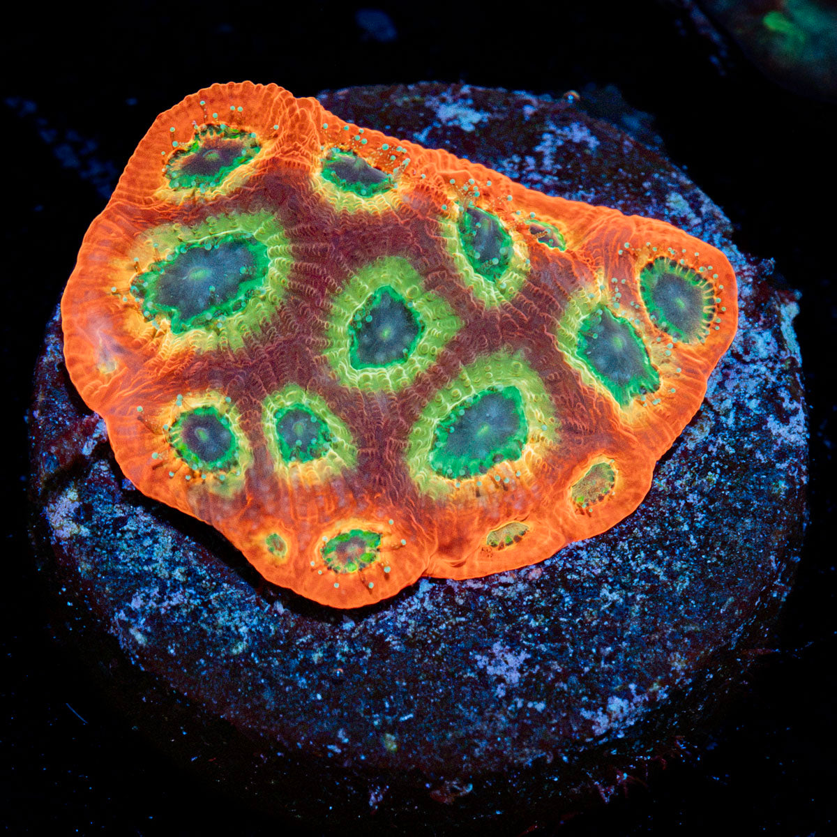 Sector 001 Favia Coral with encrusting growth in reef aquarium