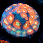 Toro Bravo Favia Coral with encrusting growth in reef aquarium