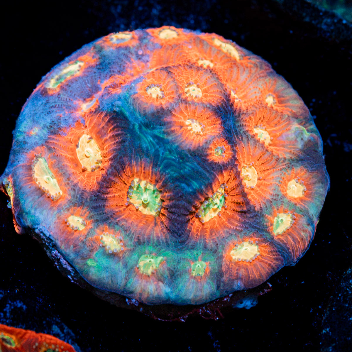 Toro Bravo Favia Coral with encrusting growth in reef aquarium