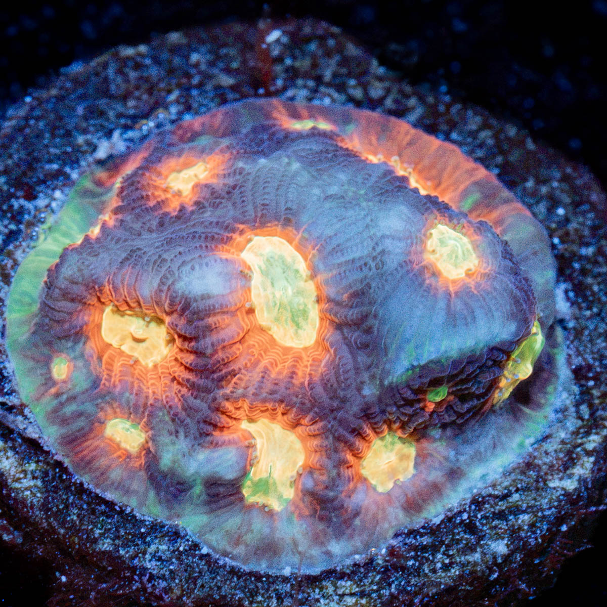 Toro Bravo Favia Coral with encrusting growth in reef aquarium