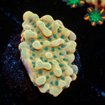 Beach Bum Monti Coral with branching growth in reef aquarium