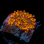 Sun Beam Yuma Mushroom Coral with mushroom disc in reef aquarium