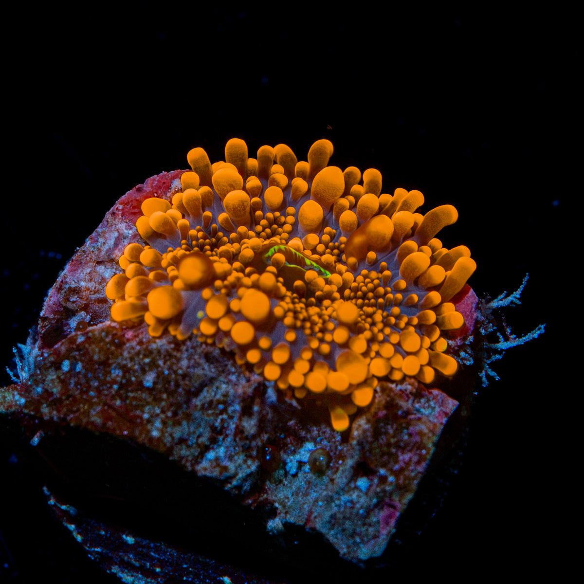 Sun Beam Yuma Mushroom Coral with mushroom disc in reef aquarium