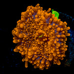 Sun Beam Yuma Mushroom Coral with mushroom disc in reef aquarium