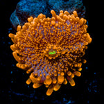 Sun Beam Yuma Mushroom Coral with mushroom disc in reef aquarium