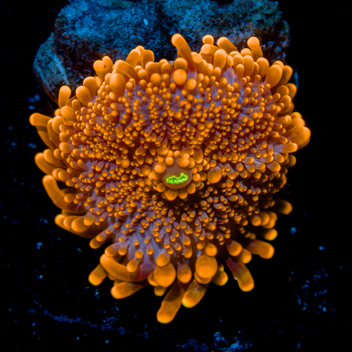 Sun Beam Yuma Mushroom Coral with mushroom disc in reef aquarium