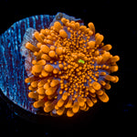 Sun Beam Yuma Mushroom Coral with mushroom disc in reef aquarium