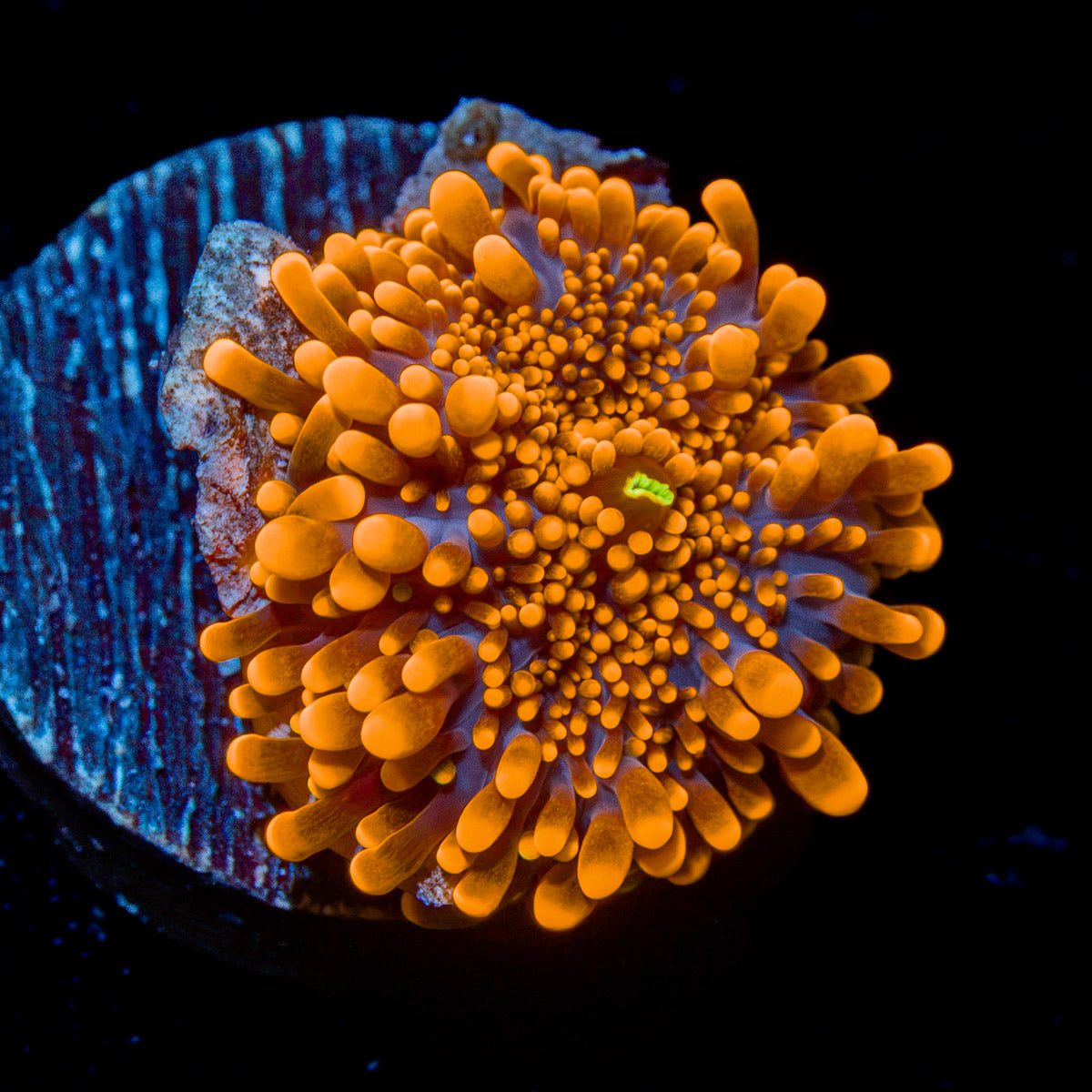 Sun Beam Yuma Mushroom Coral with mushroom disc in reef aquarium