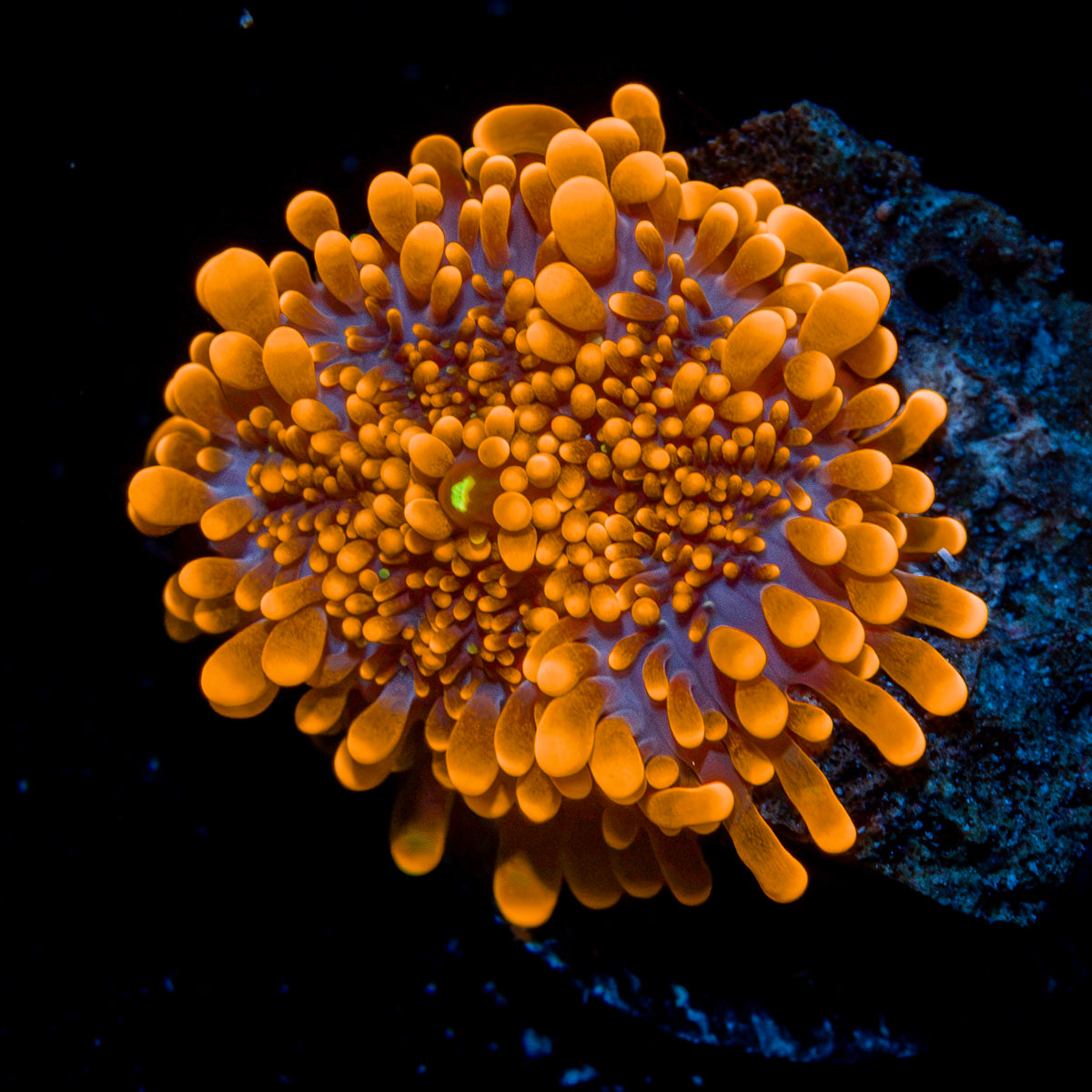 Sun Beam Yuma Mushroom Coral with mushroom disc in reef aquarium