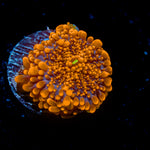 Sun Beam Yuma Mushroom Coral with mushroom disc in reef aquarium