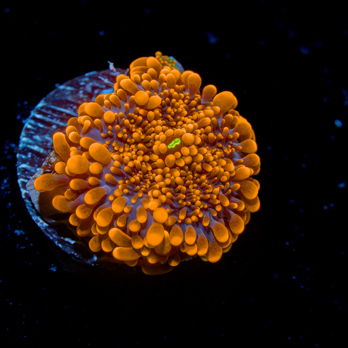 Sun Beam Yuma Mushroom Coral with mushroom disc in reef aquarium