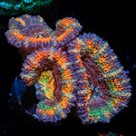 Candy Crush Rainbow Acan Coral with fleshy polyps in reef aquarium
