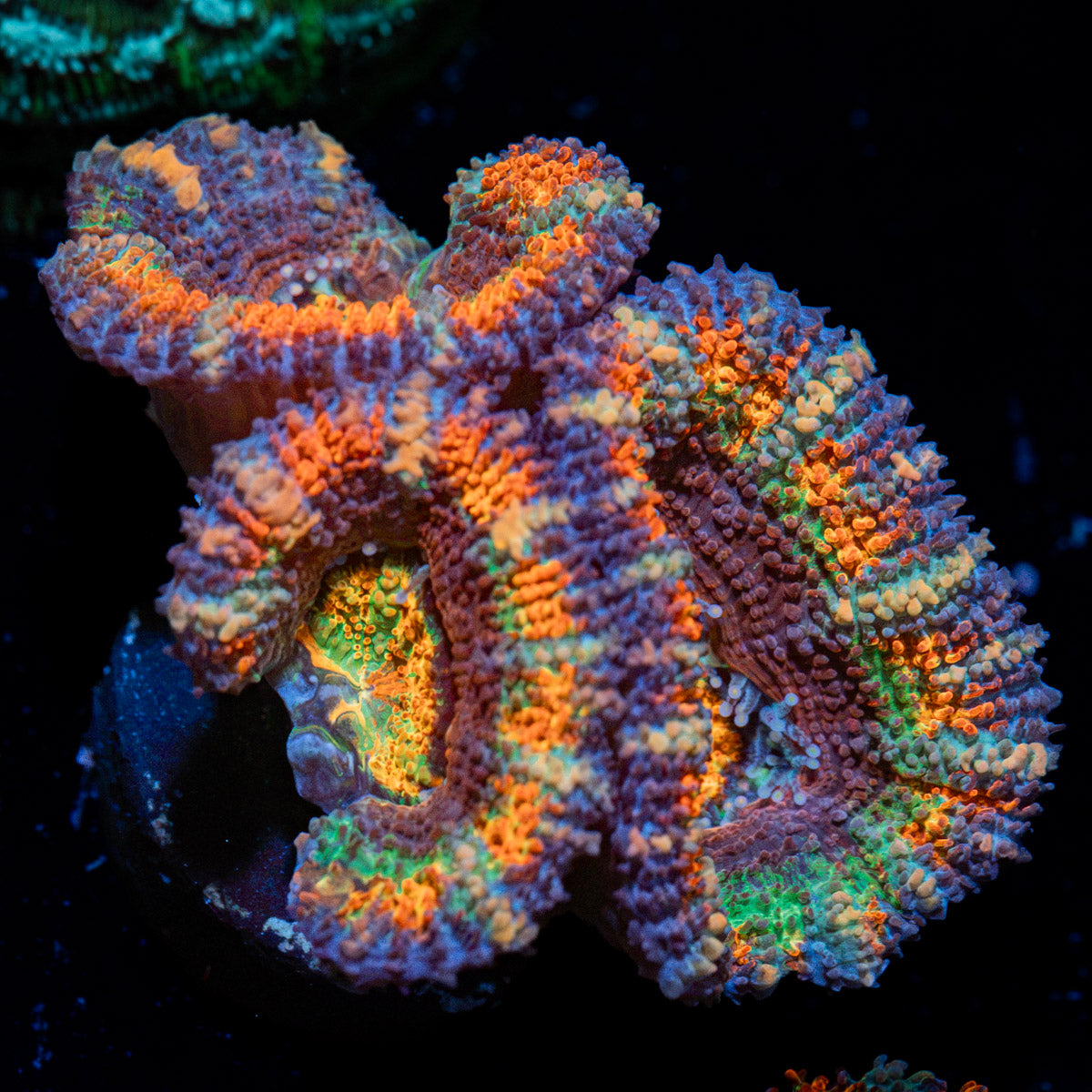 Candy Crush Rainbow Acan Coral with fleshy polyps in reef aquarium