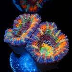 Candy Crush Rainbow Acan Coral with fleshy polyps in reef aquarium