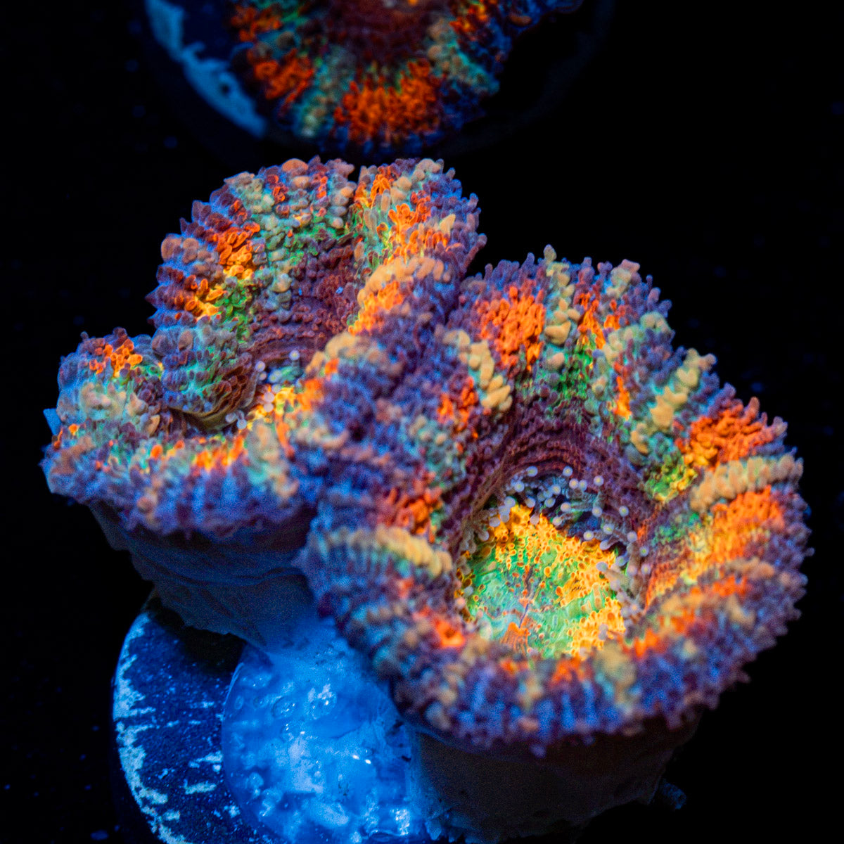 Candy Crush Rainbow Acan Coral with fleshy polyps in reef aquarium