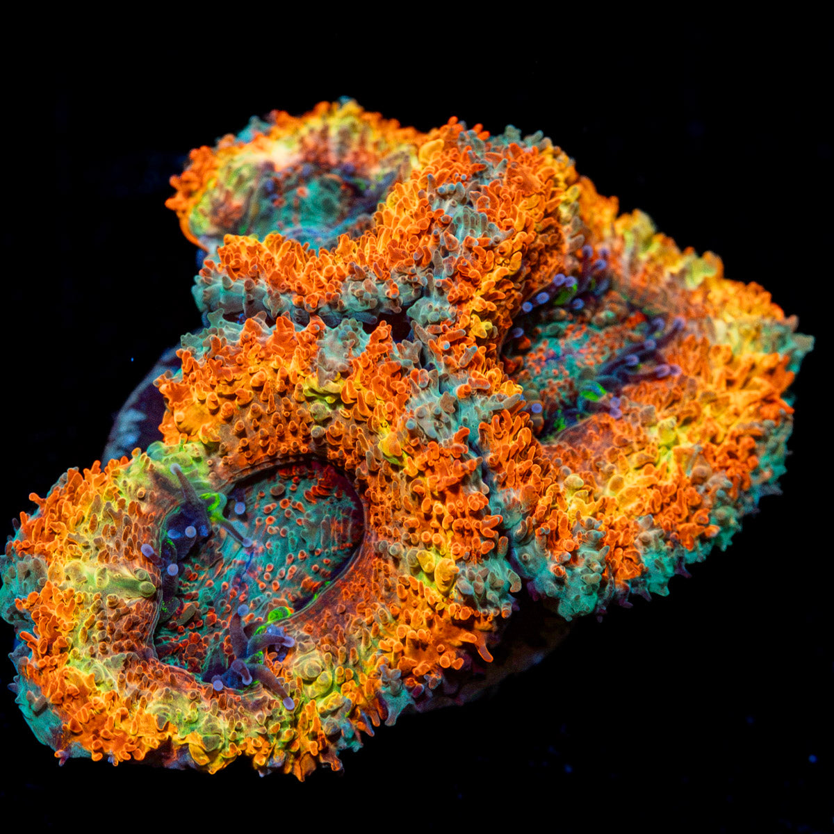 Sunrise Rainbow Acan Coral with fleshy polyps in reef aquarium