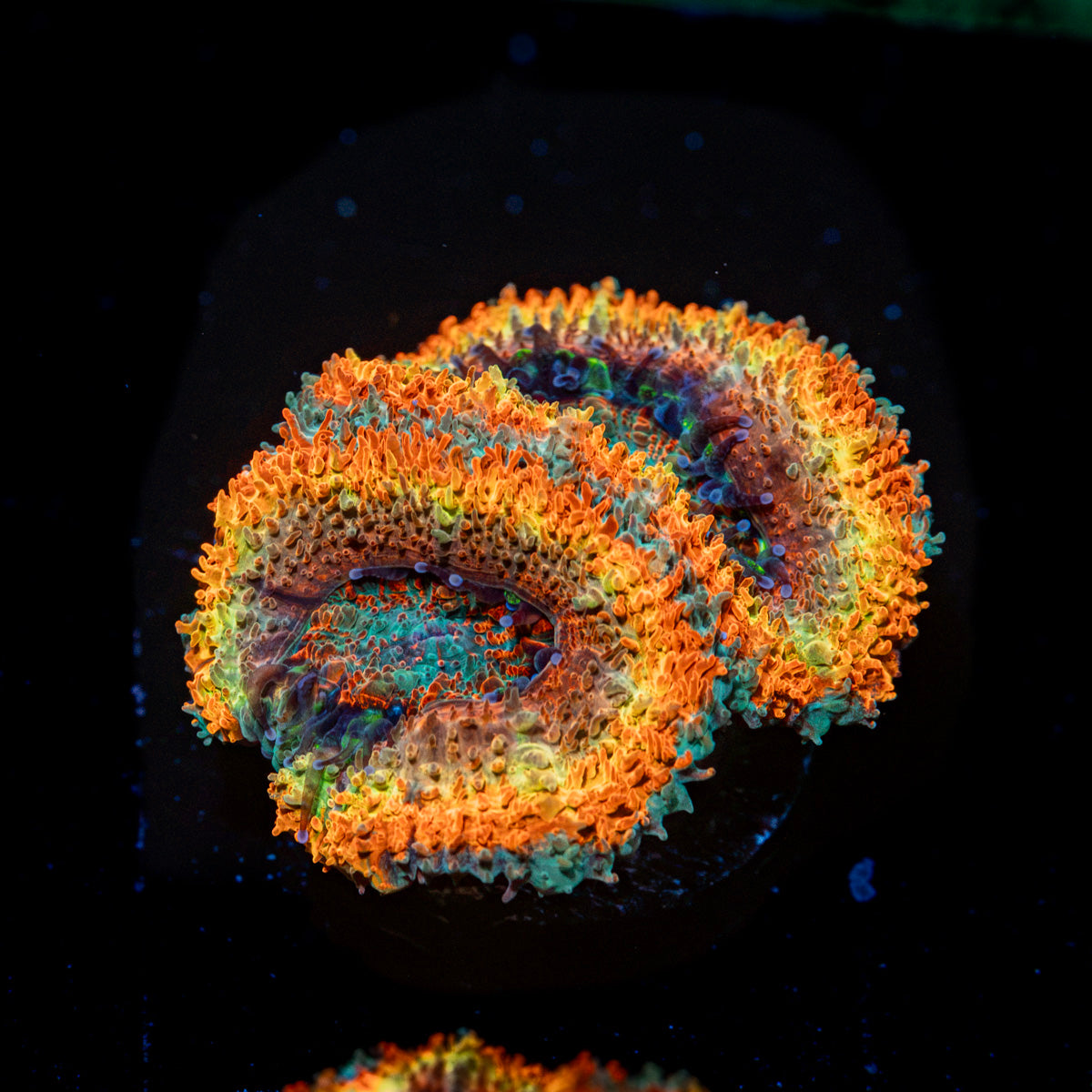 Sunrise Rainbow Acan Coral with fleshy polyps in reef aquarium