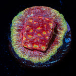 Klepto Lepto Coral with encrusting growth in reef aquarium