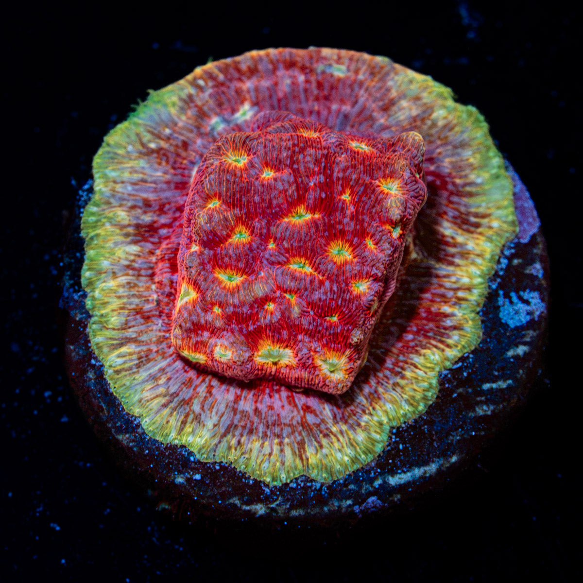 Klepto Lepto Coral with encrusting growth in reef aquarium
