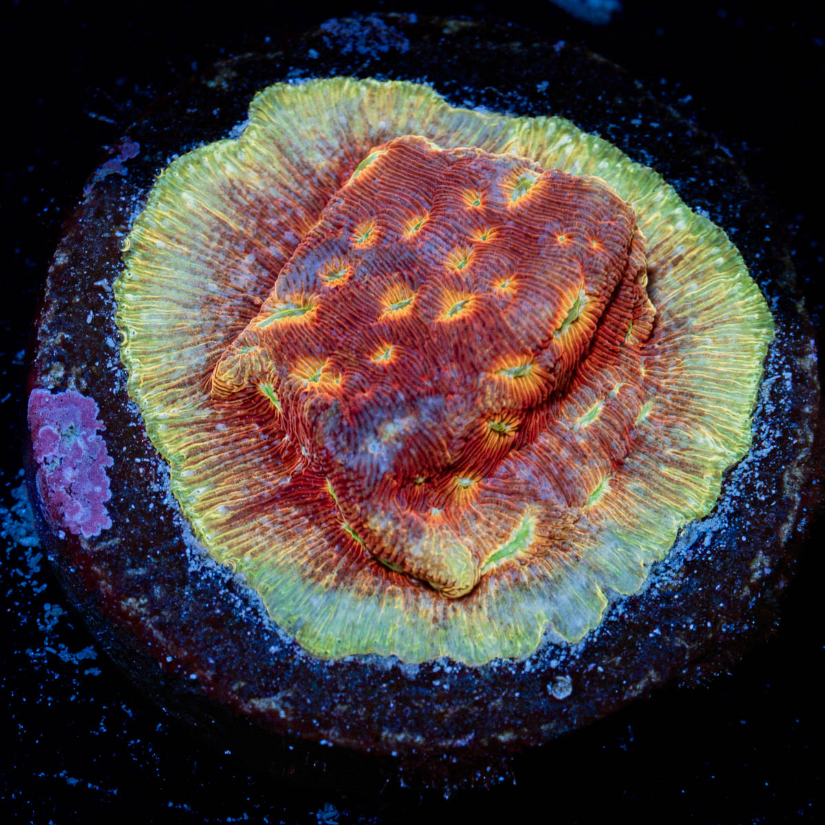 Klepto Lepto Coral with encrusting growth in reef aquarium