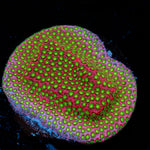 Electric Daisy Stylocoeniella coral with encrusting growth in reef aquarium