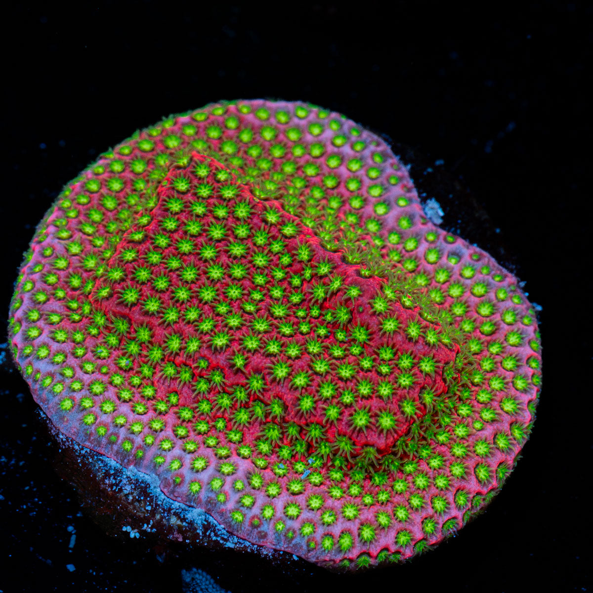 Electric Daisy Stylocoeniella coral with encrusting growth in reef aquarium