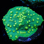 Palm Coast Astreopora Coral with encrusting growth in reef aquarium