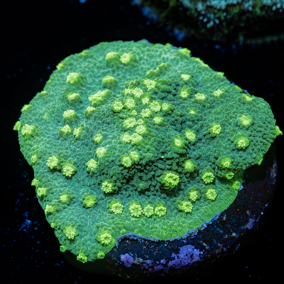 Palm Coast Astreopora Coral with encrusting growth in reef aquarium