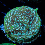 Thin Mint Lepto Coral with encrusting growth in reef aquarium