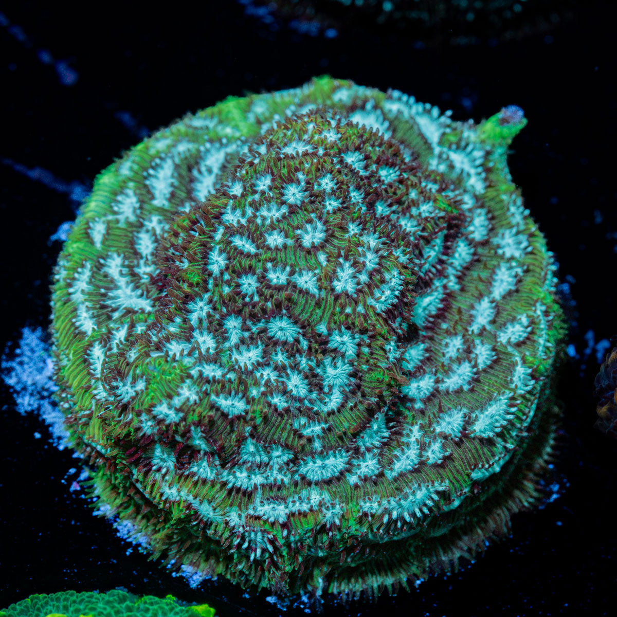 Thin Mint Lepto Coral with encrusting growth in reef aquarium