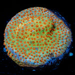 Burning Banana Stylocoeniella Coral with encrusting growth in reef aquarium