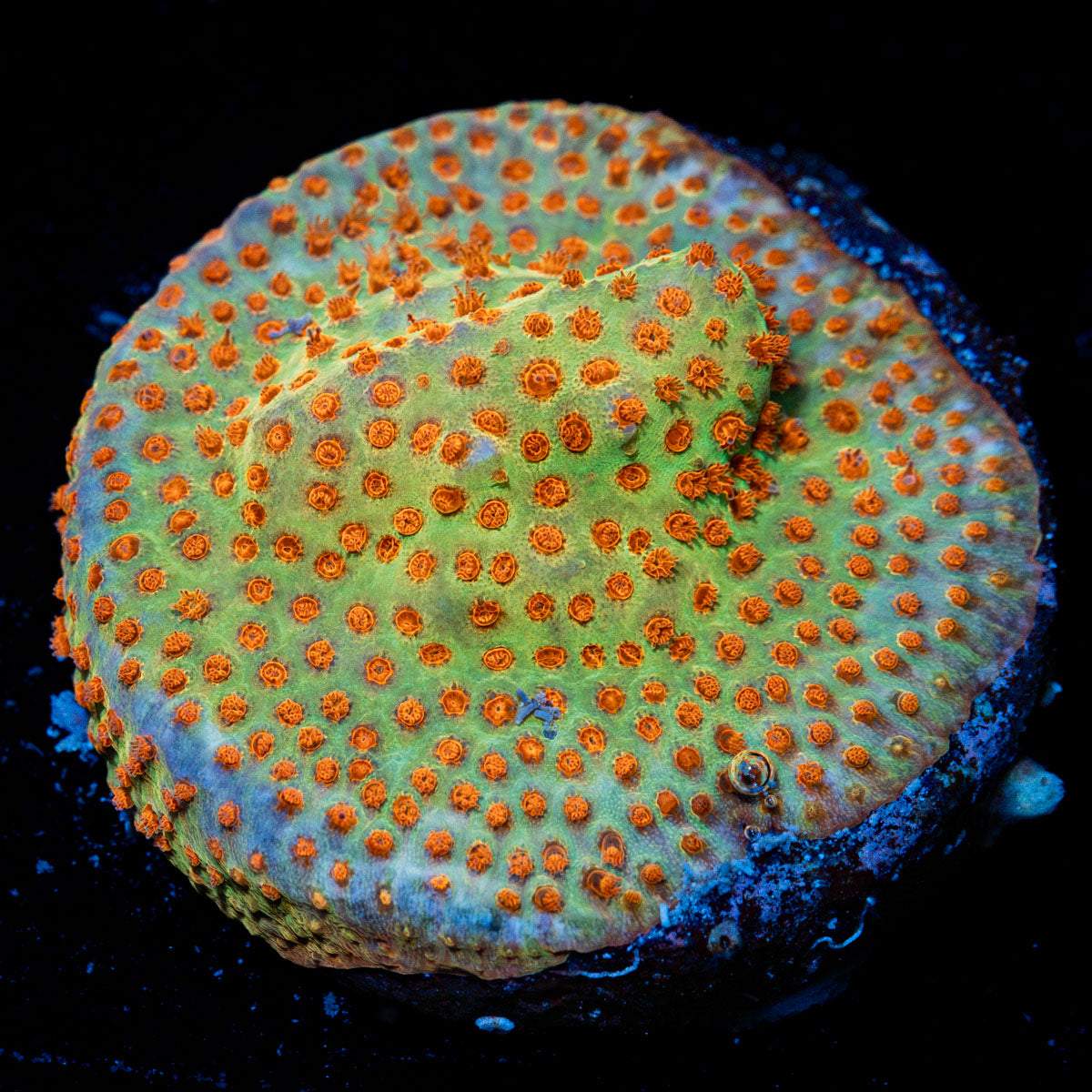 Burning Banana Stylocoeniella Coral with encrusting growth in reef aquarium