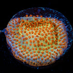 Burning Banana Stylocoeniella Coral with encrusting growth in reef aquarium