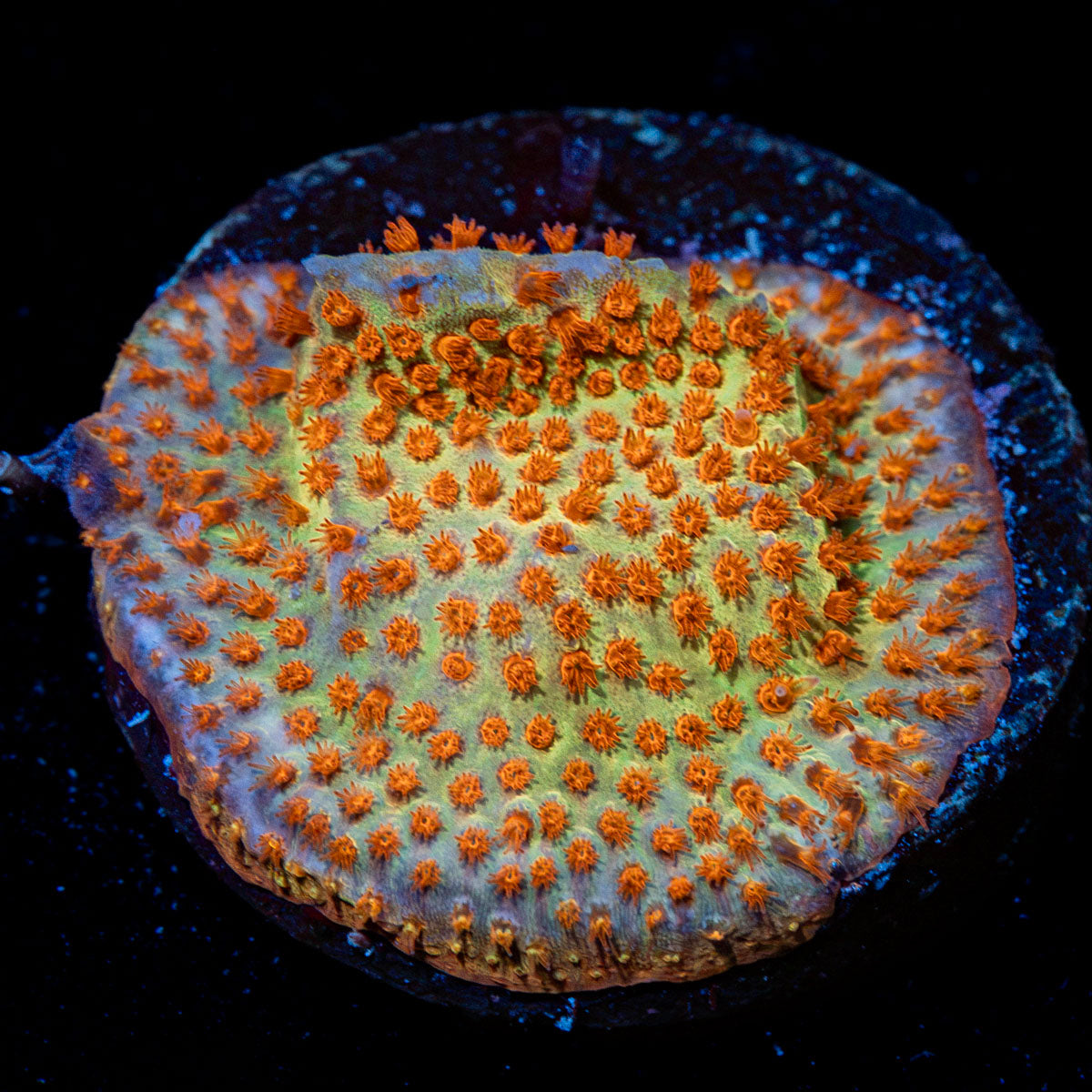 Burning Banana Stylocoeniella Coral with encrusting growth in reef aquarium