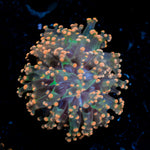Peach Frogspawn Coral with flowing tentacles in reef aquarium