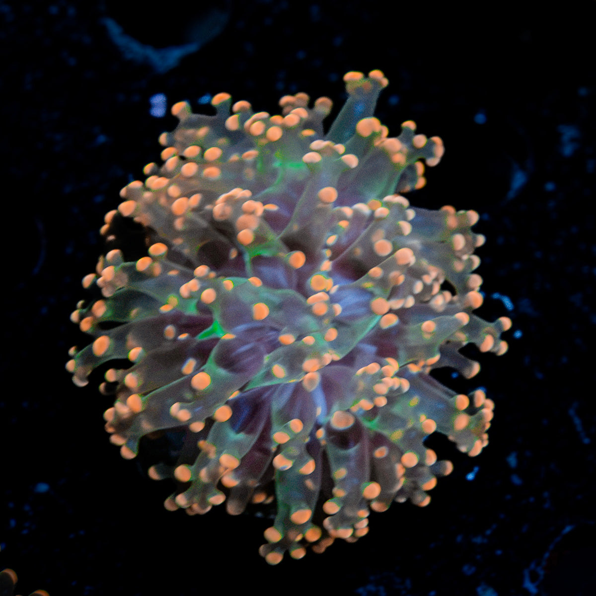 Peach Frogspawn Coral with flowing tentacles in reef aquarium