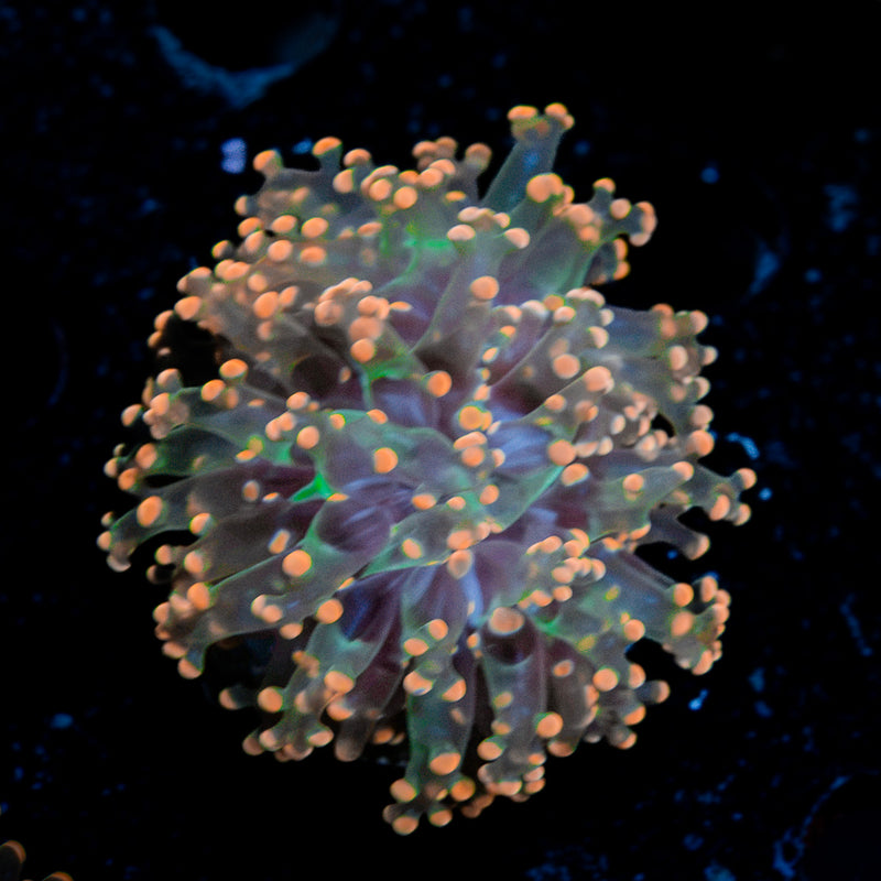 Peach Frogspawn Coral with flowing tentacles in reef aquarium