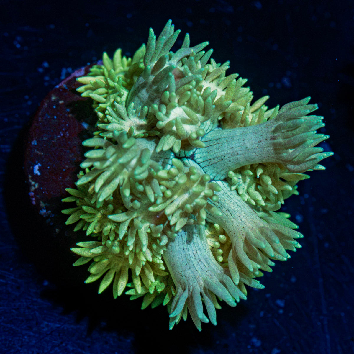 Encore Goniopora Coral with flower-like polyps in reef aquarium