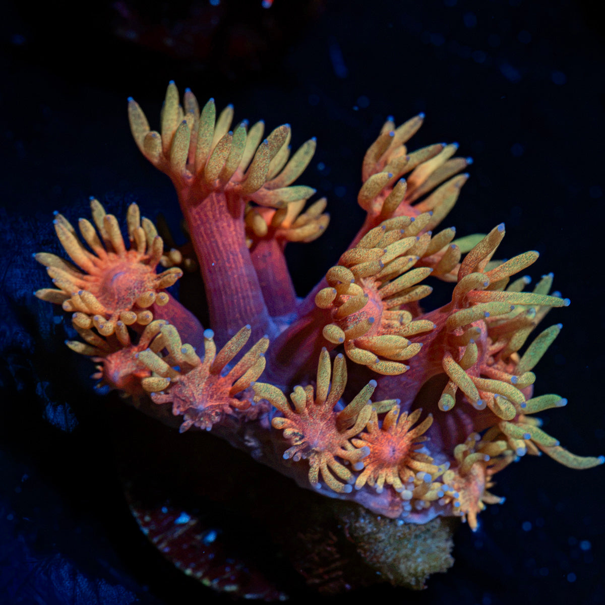 Ironman Goniopora Coral with flower-like polyps in reef aquarium