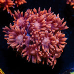 Pink Mamba Goniopora Coral with flower-like polyps in reef aquarium
