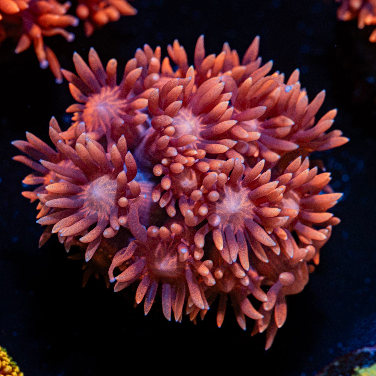 Pink Mamba Goniopora Coral with flower-like polyps in reef aquarium