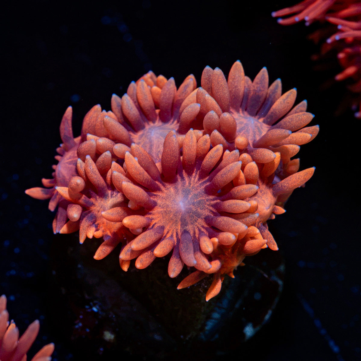 Pink Mamba Goniopora Coral with flower-like polyps in reef aquarium