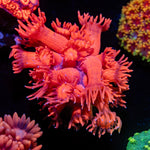 Red Bull Goniopora Coral with flower-like polyps in reef aquarium