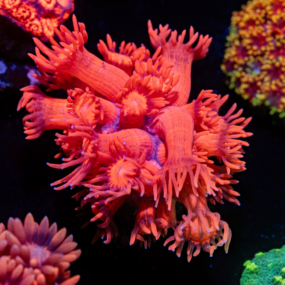 Red Bull Goniopora Coral with flower-like polyps in reef aquarium