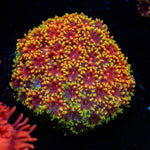 Rainbow Micro Goniopora Coral with flower-like polyps in reef aquarium
