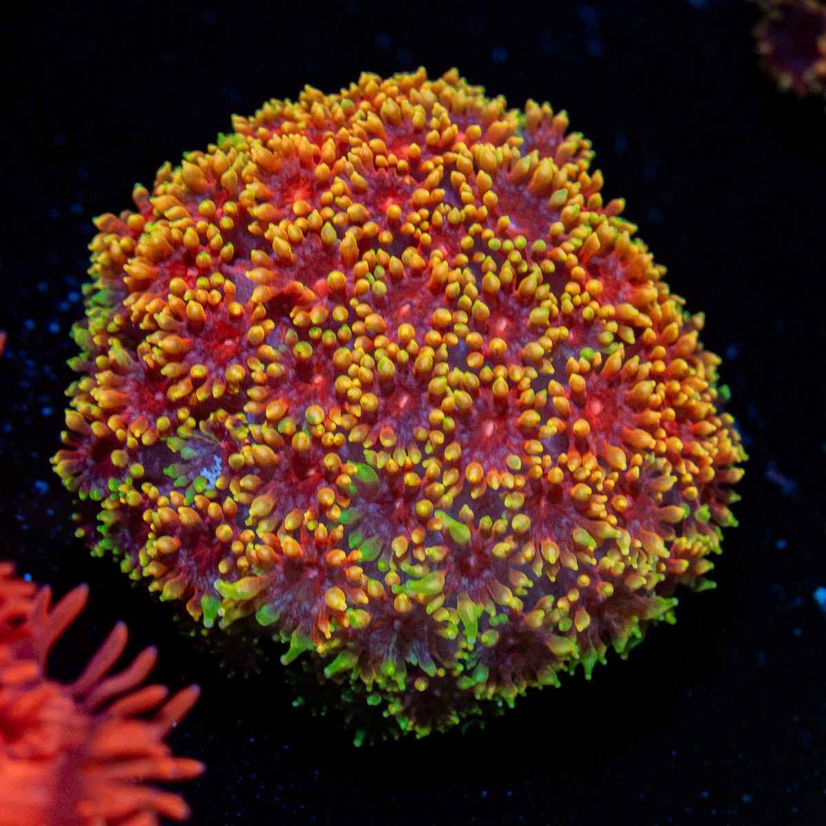 Rainbow Micro Goniopora Coral with flower-like polyps in reef aquarium