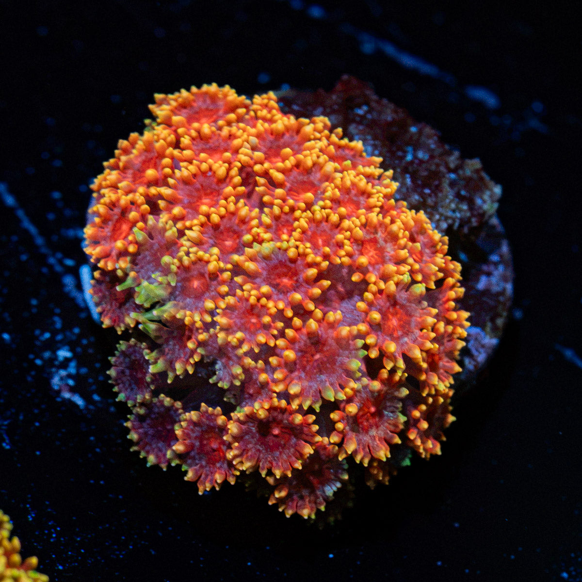 Rainbow Micro Goniopora Coral with flower-like polyps in reef aquarium
